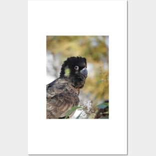 Yellow-tailed Black Cockatoo Posters and Art